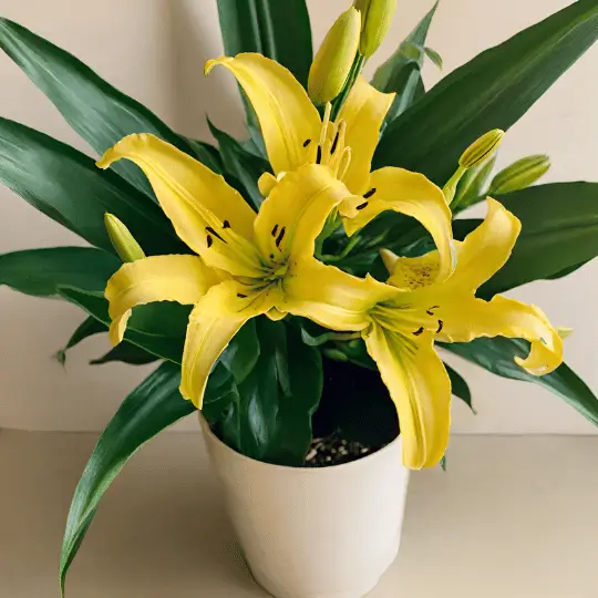 Aprenda tudo sobre o Lírio Amarelo neste artigo detalhado: significado, como cuidar, plantar e muito mais. Clique aqui e torne-se um especialista em Lírio Amarelo agora!