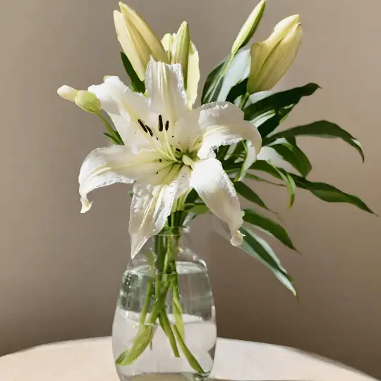 Aprenda tudo sobre o Lírio Branco: seus significados, como cuidar e onde plantar. Torne seu jardim ainda mais belo com essa flor encantadora. Clique e confira!