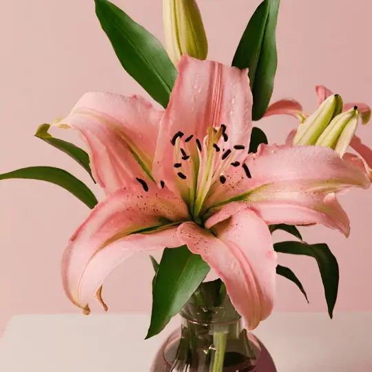 Aprenda tudo sobre o Lírio Rosa, uma flor de beleza exuberante e simbolismo forte. Explore seu cultivo, cuidados e significado em nosso artigo completo. Leia agora!