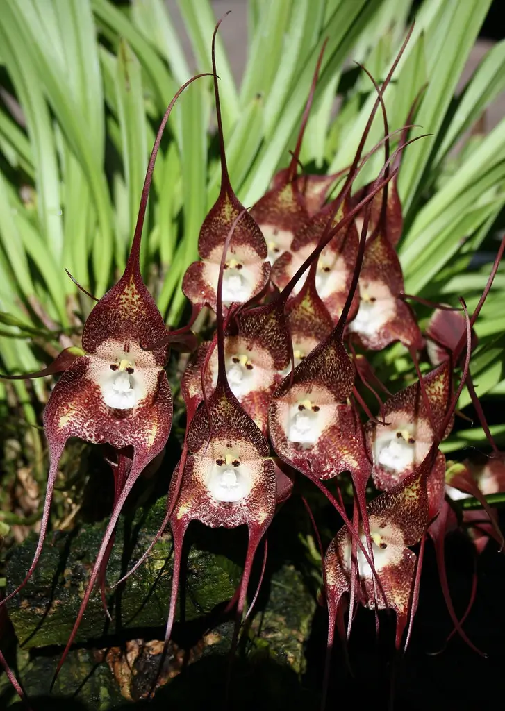 Saiba mais sobre a Orquídea Cara de Macaco, uma flor exótica e única. Aprenda seus cuidados especiais, origem e características neste artigo detalhado. Clique e aprenda agora!